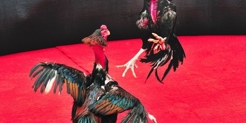 Những hình thức được triển khai